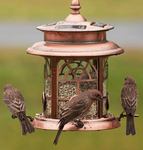 Three Finches.jpg